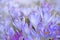 Crocus Flowering. Meadow Of Beautiful Purple Crocus Flowers On A Spring Lawn