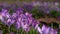 Crocus flowering. Meadow of beautiful purple crocus flowers on a spring lawn