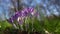 Crocus flowering. Meadow of beautiful purple crocus flowers on a spring lawn