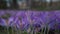 Crocus flowering. Meadow of beautiful purple crocus flowers on a spring lawn