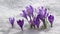 Crocus flowering from the snow, early spring