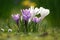 Crocus flowers