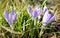 Crocus flowers