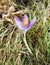 Crocus flowers