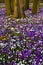 Crocus flowers