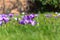 Crocus flowers in bloom, sharp middle ground, blurred foreground, blurred background