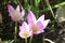 Crocus flowers in the early sping. First blooming spring blossoms