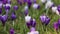 Crocus flowers field