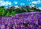 Crocus flowers field in mountains of Switzerland, acrylic painting