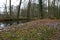 Crocus flowers in forest