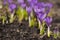 Crocus flowers in the garden. Purple flowers in early spring