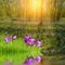 Crocus flowers in grass reflection in water