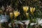 Crocus flowers with green leaves on flower bed with snow