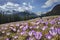 Crocus flowers at Kalatowki mountain meadow