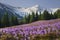 Crocus flowers at Kalatowki mountain meadow