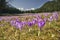 Crocus flowers at Kalatowki mountain meadow