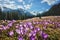 Crocus flowers at Kalatowki mountain meadow