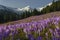 Crocus flowers at Kalatowki mountain meadow