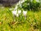 Crocus flowers on meadow in the sunshine in the rain, light drizzle