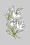 Crocus flowers, saffron. Vector stock illustration eps 10. hand drawing.