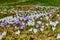 Crocus flowers shortly after the snow leaves room for the spring meadow in the mountains