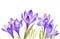 Crocus flowers snowdrop