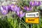 Crocus flowers spring winter sign