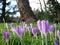 Crocus flowers in springtime