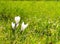 Crocus flowers in the sunshine in the rain