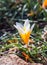 Crocus flowers in the sunshine. Spring on the island of Mykonos, Greece.