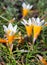 Crocus flowers in the sunshine. Spring on the island of Mykonos, Greece.