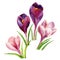 Crocus flowers. watercolor
