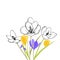 Crocus flowers, yellow and purple floral illustration. Mix of color art and ink drawing. First spring bloom, bouquet of