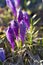 Crocus frosty morning