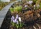 crocus garden flower purple closed white bunches grases gray brown