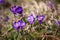 Crocus heuffelianus, beautiful flowers