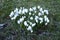 Crocus hybridus known as Miss Vain  with white flowers