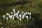 Crocus hybridus known as Miss Vain  with white flowers