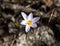 Crocus with insects