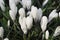 Crocus Jeanne Dâ€™Arc flowering.