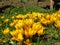 Crocus large flowering Golden Yellow. Crocus flavus, known as yellow crocus or Dutch yellow crocus. Spring meadow.