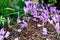 Crocus a lot, close up. Colchicum speciosum Lilac Wonder and mulch. Flowering violet Crocus. Lila Crocus Iridaceae  The Iris