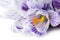 Crocus macro on white background