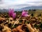 Crocus in Magura village, Brasov county