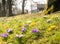 Crocus meadow in a park