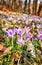 Crocus meadow in the spring with many crocuses. Crocoideae