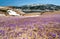 Crocus meadow in spring mountains