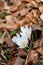 Crocus messenger of spring