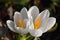 Crocus messenger of spring