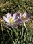 Crocus,messenger of springtime 1